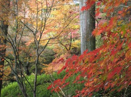 紅葉 紅葉の写真