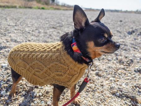 散歩する小型犬・チワワ・ミニピン 散歩する小型犬・チワワ・ミニピン 犬,わんこ,ペットの写真素材