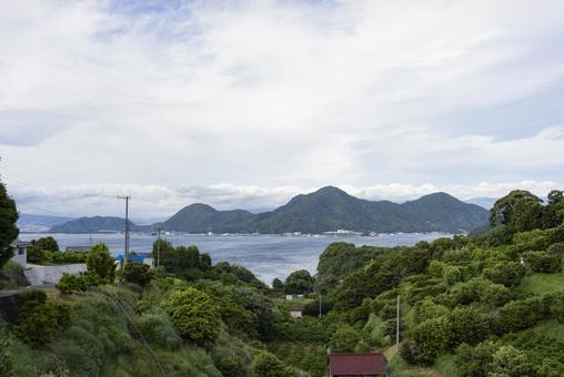 初夏の沼津市西浦地区 沼津,西浦,木の写真素材