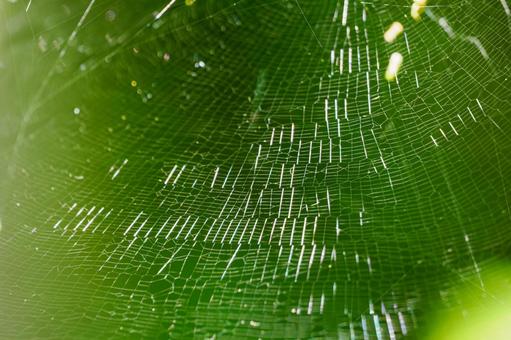 Photo, spider's nest, yarn, regularity, 