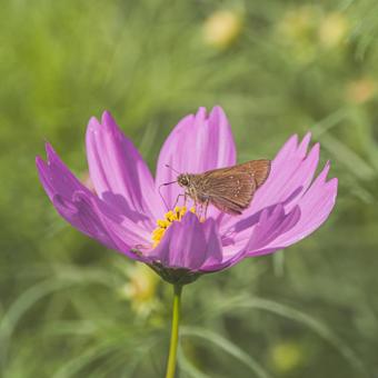 江ヶ崎のコスモス畑 江ヶ崎のコスモス畑 秋桜,アップ,蝶の写真素材