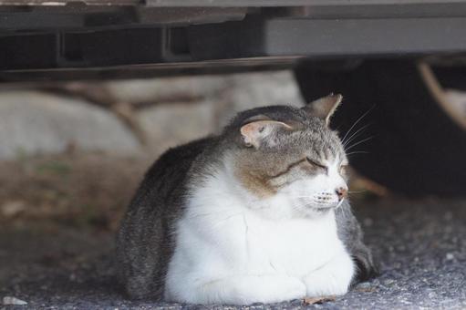 ねこ ねこ にゃんこ,可愛い,野良猫の写真素材