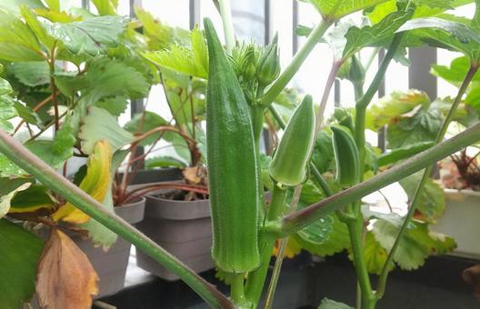家庭菜園 プランター栽培 オクラ 家庭菜園 プランター栽培 オクラ オクラ,家庭菜園,植物の写真素材