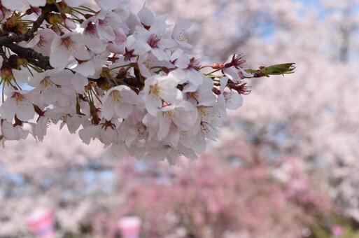 桜 桜の写真
