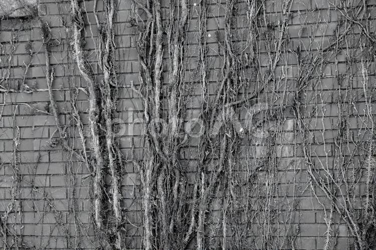 有島記念館、モノクロスケッチ モノクロ,煉瓦壁,神秘的の写真素材