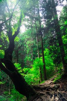 生命の森、御岳山 御岳山,東京都,青梅市の写真素材