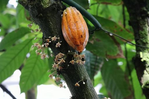 カカオの実と花の咲く木の枝の風景 カカオ,実,花の写真素材