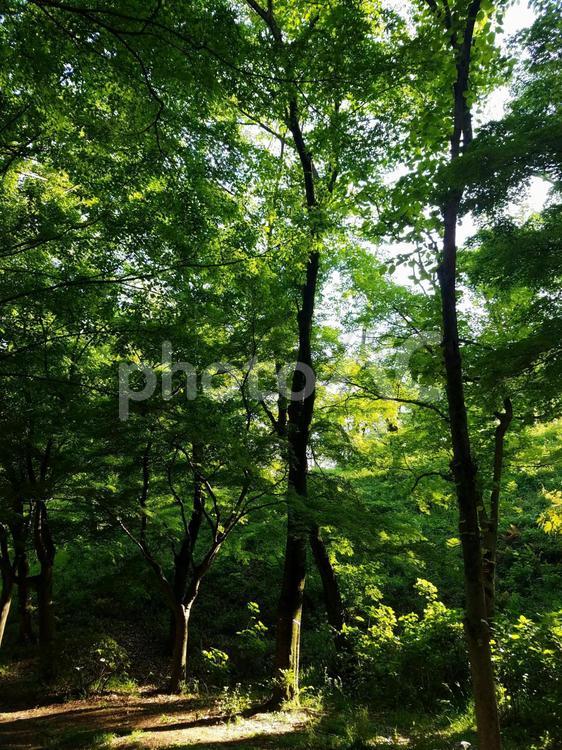 木漏れ日 新緑,葉,自然の写真素材