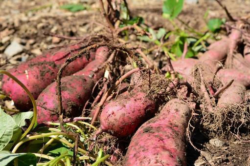 サツマイモの収穫の写真