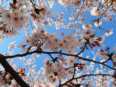 桜 桜の写真