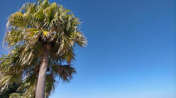 南国の海と青空と樹木-ビロウ樹 南国,海,ビロウ樹の写真素材