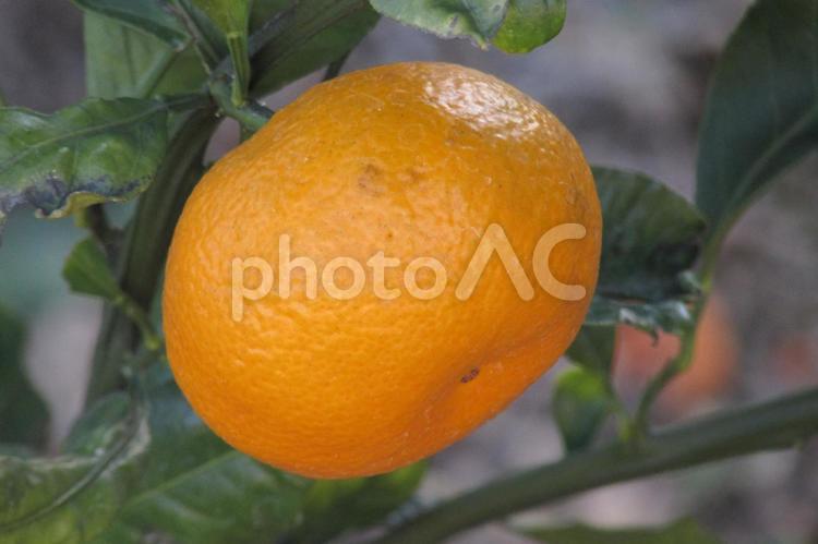 1個の蜜柑 ミカン,みかん,1個の写真素材