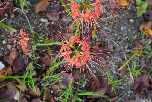 ヒガンバナ 彼岸花,植物,花の写真素材