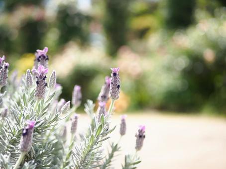 Lavender, JPG
