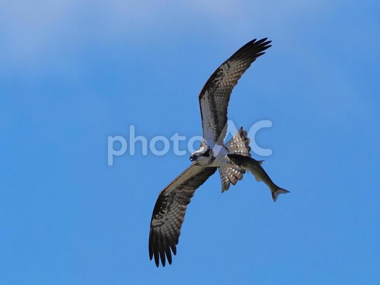 魚をつかんだまま飛ぶミサゴ ミサゴ,野鳥,鳥の写真素材