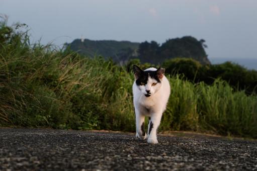 <素材>公園で見かけた白黒猫(野良猫) <素材>公園で見かけた白黒猫(野良猫)の写真
