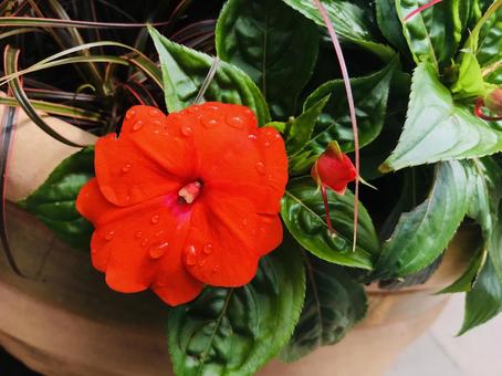 植物 植物の写真