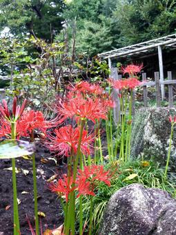 和風庭園の石造りに生えるヒガンバナ ヒガンバナ,花,植物の写真素材