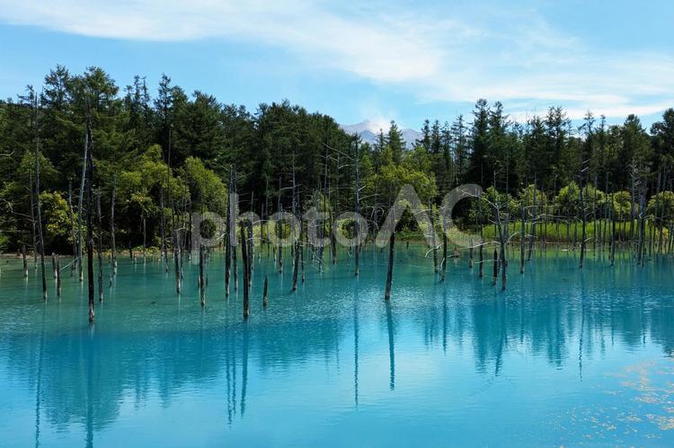 北海道美瑛の青い池 青い池,美瑛,北海道の写真素材