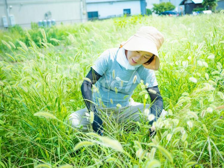 35：草むしりをする女性 草刈り,雑草,庭仕事の写真素材