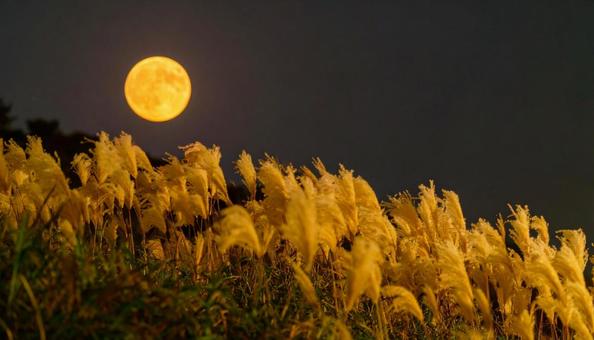 すすきの野原 すすきの野原の写真