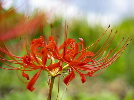 鮮やかにほころぶ秋の花 鮮やかにほころぶ秋の花の写真