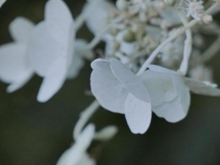 白い花 白い花の写真