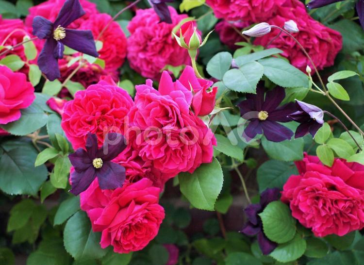 薔薇とクレマチスの花②、背景素材 ばら,ピンク,カラフルの写真素材