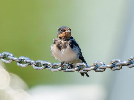 鎖にとまるツバメ 鎖にとまるツバメ ツバメ,燕,野鳥の写真素材