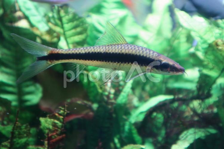 サイアミーズフライングフォックス サイアミーズフライングフォック,コイ目,コイ科の写真素材