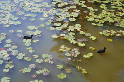 水の上の小径 秋,自然,美しいの写真素材