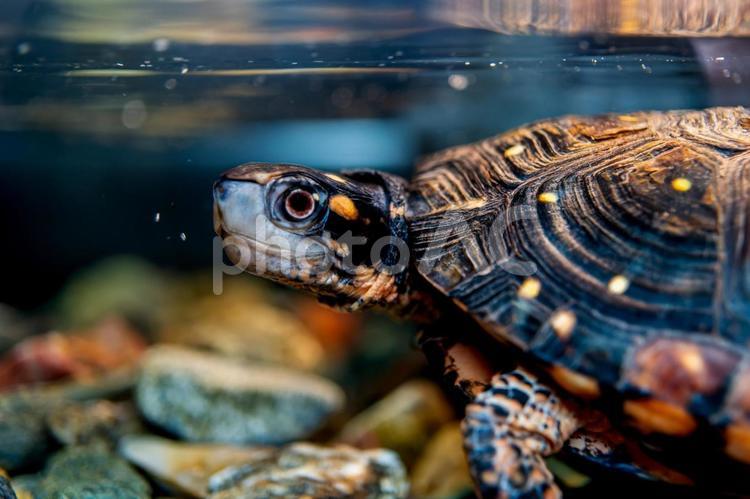 水中のキボシイシガメ キボシイシガメ,カメ,かめの写真素材
