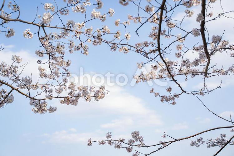 桜の枝と青空 桜,青空,枝の写真素材