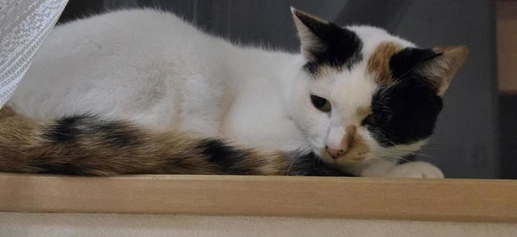 三毛猫 三毛猫 猫,動物,アニマルの写真素材