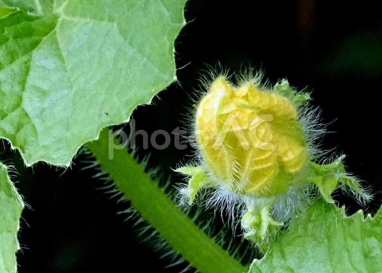   大きなカボチャの実りが期待される 植物,花,黄色の写真素材