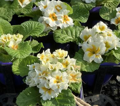 プリウム･ジュリアン(白） 家庭菜園,園芸,植物園の写真素材