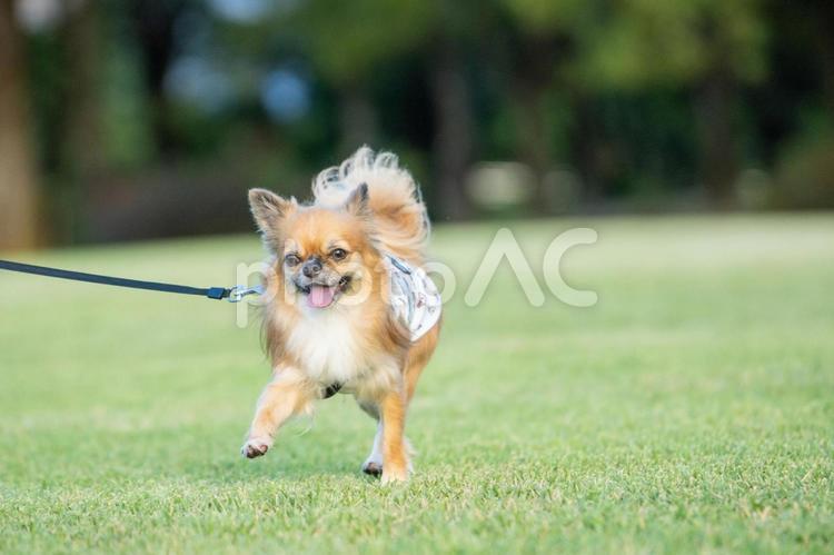 夏の公園で散歩するチワワ チワワ,夏,景色の写真素材