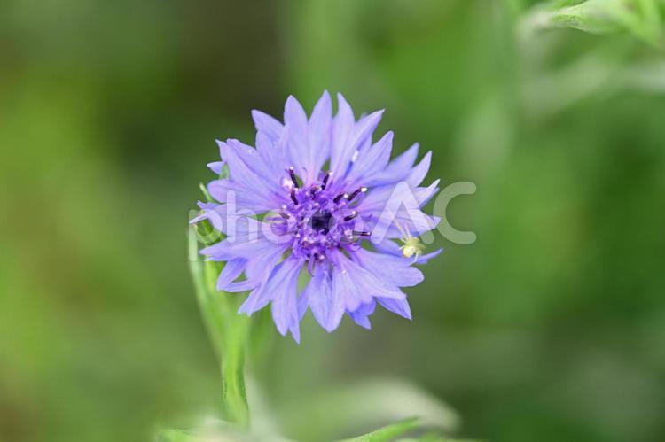 家の庭に咲いた矢車草と花蜘蛛 クローズアップ,カラフル,自然の写真素材