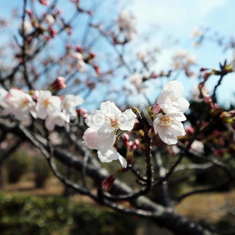 ３月の桜 桜,さくら,サクラの写真素材