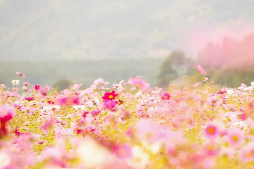 広がる淡いピンクのコスモス畑と霞む遠景の写真