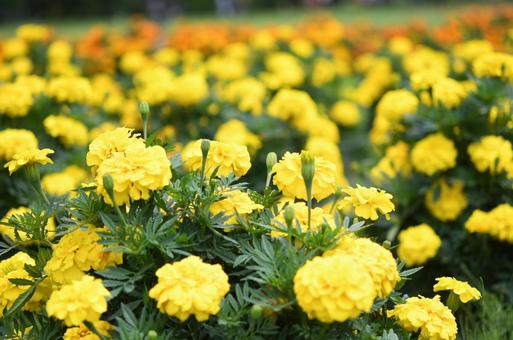 黄色い花の写真