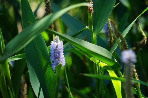 Light purple spikes blooming near water, JPG Light purple spikes blooming near water, JPG