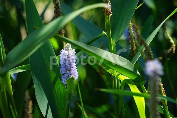 水辺に咲く淡紫の穂状花 紫の花,穂状花,夏の写真素材