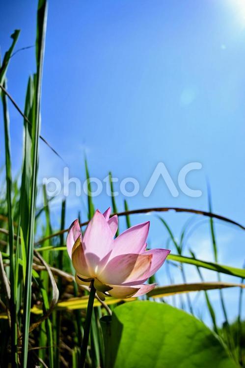 夏の光を浴びる蓮の花：優しいピンク ハス,蓮の花,青空の写真素材