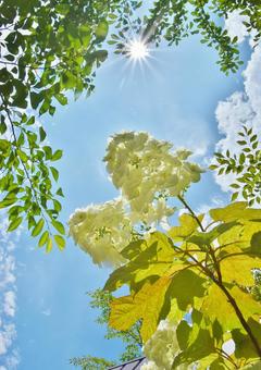 カシワバアジサイ カシワバアジサイ カシワバアジサイ,柏葉紫陽花,白い花の写真素材