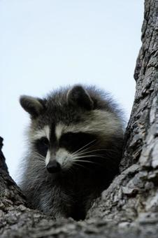 アライグマ 生き物,動物,野生動物の写真素材