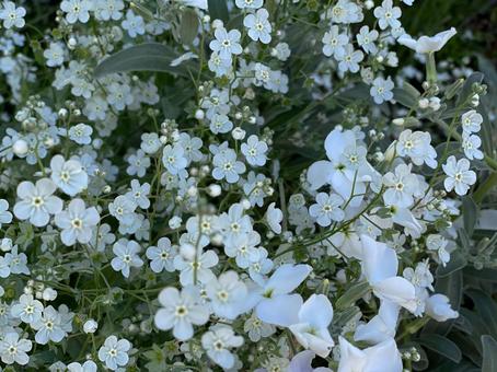 オンファロデスリニフォリア オンファロデスリニフォリア オンファロデスリニフォリア,白花,5月の写真素材