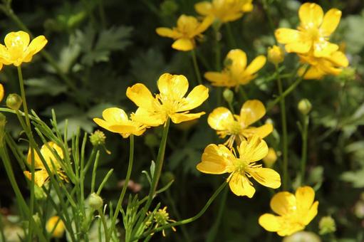 Photo, buttercup, a flower, corolla, 