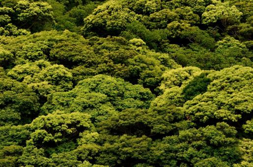 南の島の森の写真