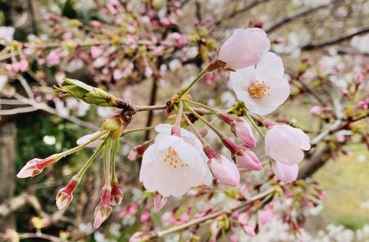 桜の花とつぼみ 桜の花とつぼみの写真